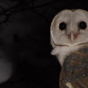 เสียงนกแสก