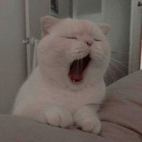 สมาชิกหมายเลข 6092495