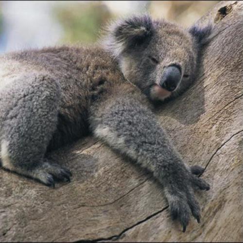 สมาชิกหมายเลข 6092602