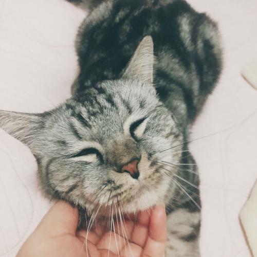 เด็กเลี้ยงแมวอ้วน