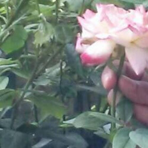 สมาชิกหมายเลข 2697803