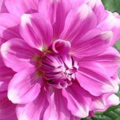 สมาชิกหมายเลข 1392124