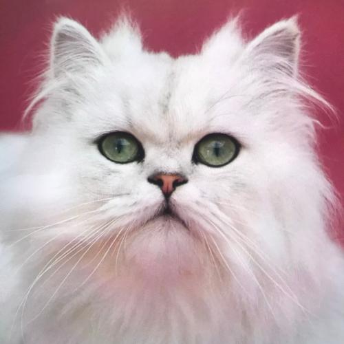 สมาชิกหมายเลข 3722973