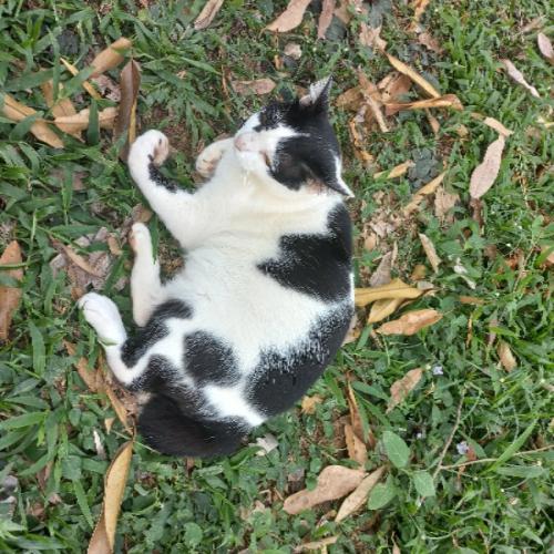 สมาชิกหมายเลข 4411883