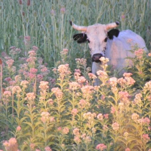 สมาชิกหมายเลข 6094618