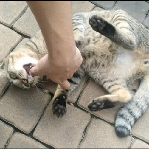 สมาชิกหมายเลข 1986178