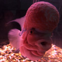 สมาชิกหมายเลข 5142876