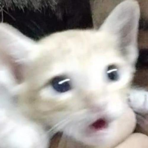 สมาชิกหมายเลข 6095236