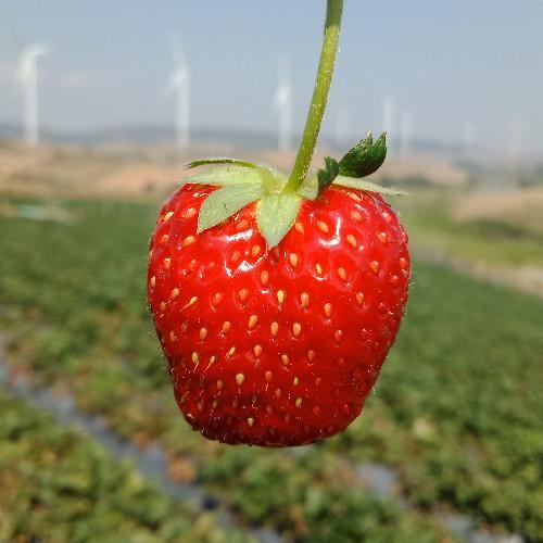 สมาชิกหมายเลข 5142046