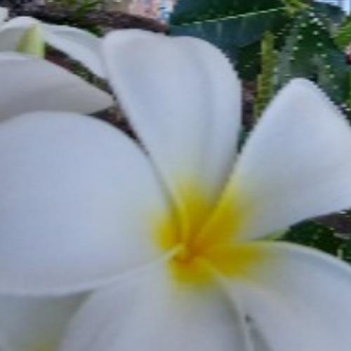 สมาชิกหมายเลข 6095465