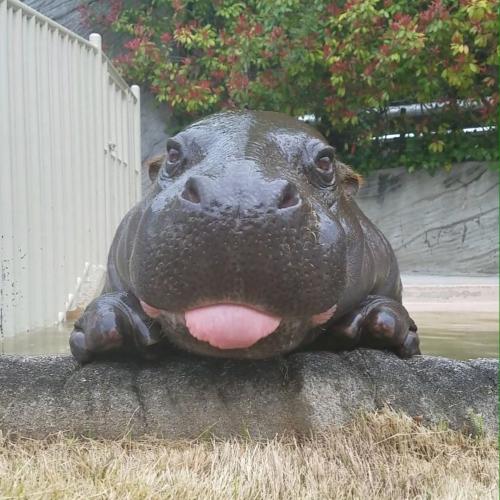 สมาชิกหมายเลข 1452944