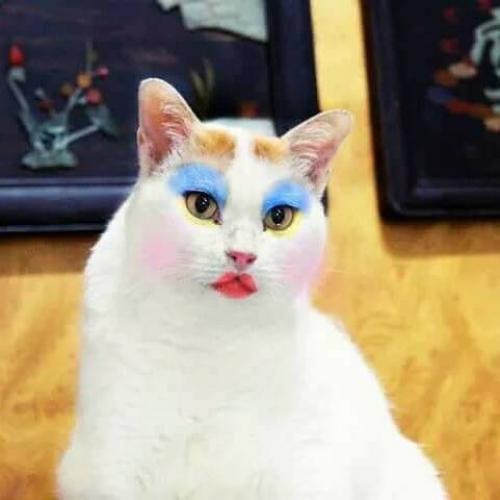 สมาชิกหมายเลข 1591539