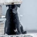 สมาชิกหมายเลข 3940509