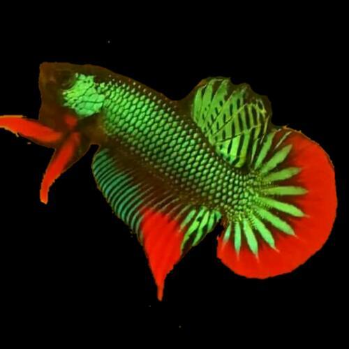 สมาชิกหมายเลข 4241830