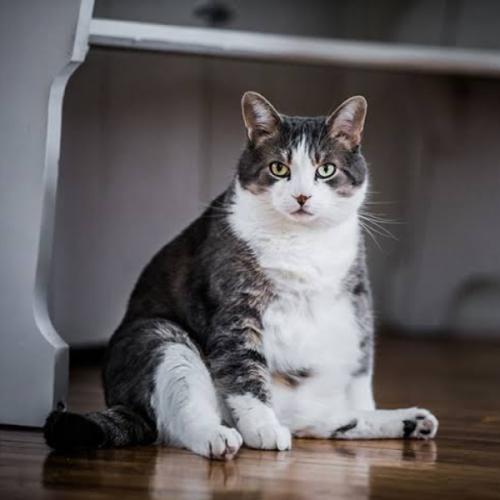 สมาชิกหมายเลข 5143628