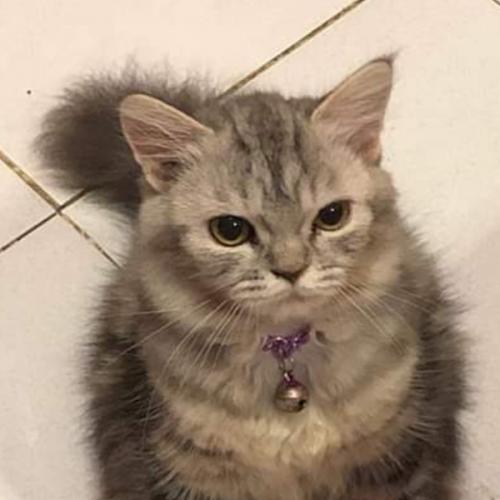 สมาชิกหมายเลข 2986878