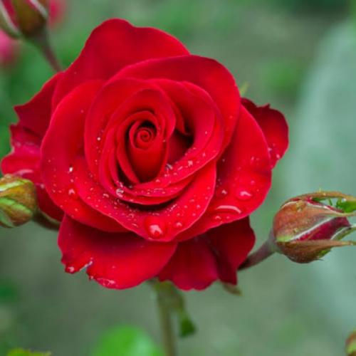 เหมยกุ้ย