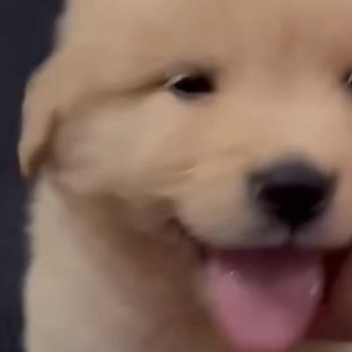 สมาชิกหมายเลข 6883531