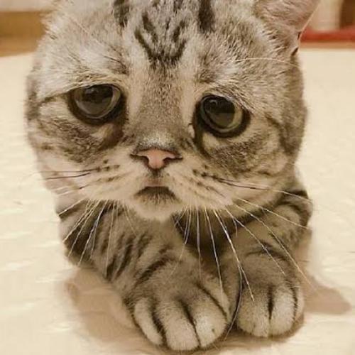 สมาชิกหมายเลข 5543830