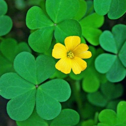 สมาชิกหมายเลข 6095787