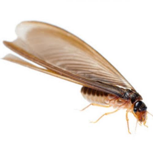 สมาชิกหมายเลข 6697740