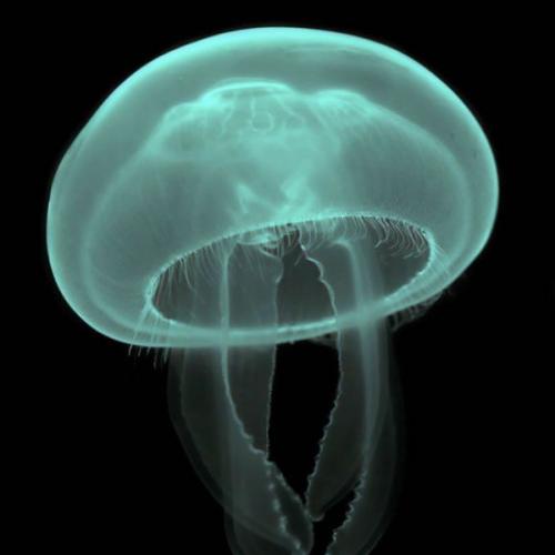 สมาชิกหมายเลข 8378437