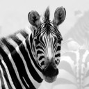 สมาชิกหมายเลข 721459