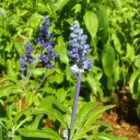 สมาชิกหมายเลข 3864297