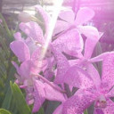 ท่องเที่ยวทั่วโลกคือความฝัน