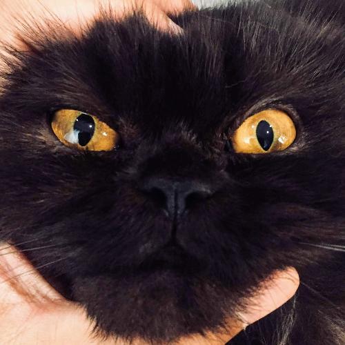 สมาชิกหมายเลข 4752393