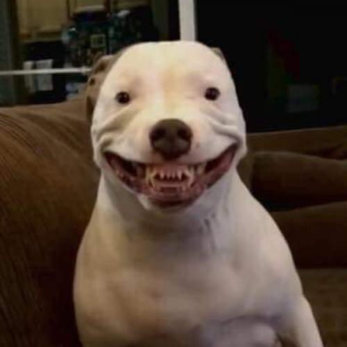 สมาชิกหมายเลข 1595786