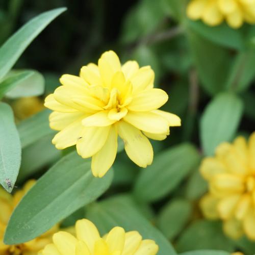 สมาชิกหมายเลข 2691137