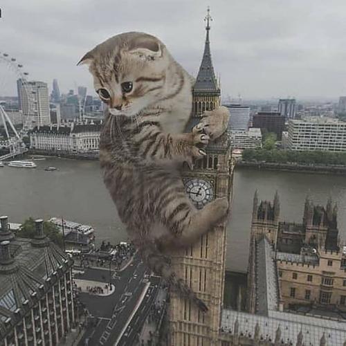 สมาชิกหมายเลข 1708489