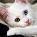 สมาชิกหมายเลข 5144944