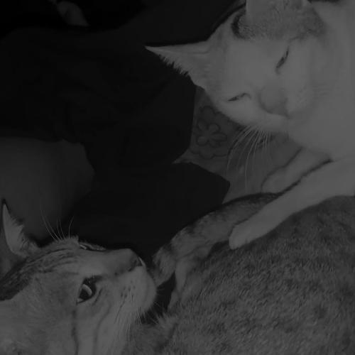 สมาชิกหมายเลข 7324197