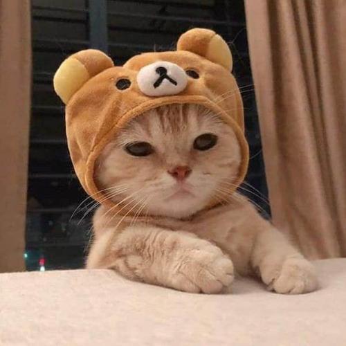 สมาชิกหมายเลข 6098756