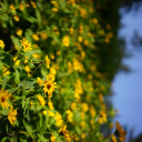 สมาชิกหมายเลข 4411868