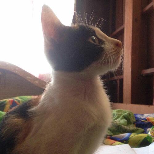 สมาชิกหมายเลข 4092978