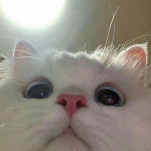 สมาชิกหมายเลข 5546340