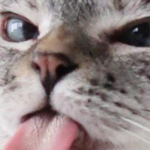 หมวกไข่ใบนิดเดียว