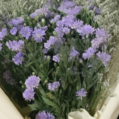 สมาชิกหมายเลข 5570050