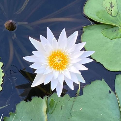 สมาชิกหมายเลข 8382524