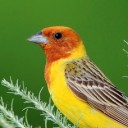 สมาชิกหมายเลข 3943293