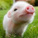 หมูน้อยในดงตาล