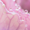 สมาชิกหมายเลข 4770201