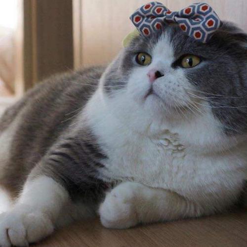 สมาชิกหมายเลข 4790386