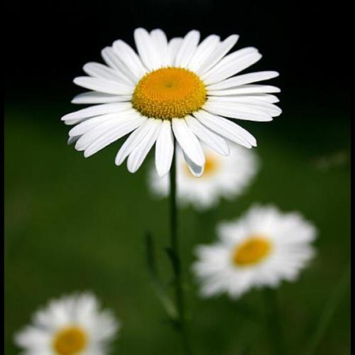 สมาชิกหมายเลข 5546898