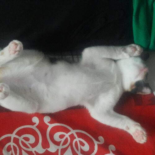 สมาชิกหมายเลข 5547103