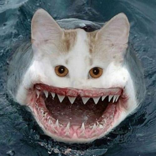 สมาชิกหมายเลข 6407756