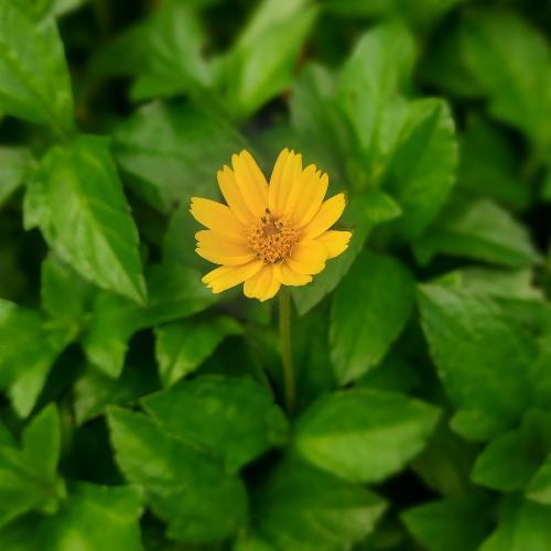 สมาชิกหมายเลข 6724156